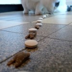 croquettes pour chat