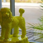 késaco ce caniche
